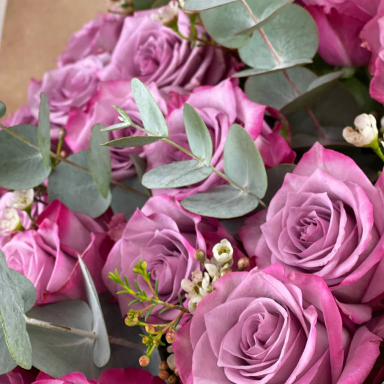 DEEP PURPLE ROSE