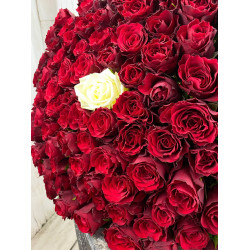 Rozes 101