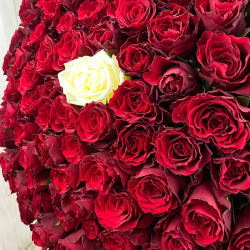 Rozes 101