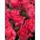 Pink tacazzi 19gb/60cm