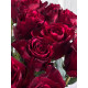 Red Panther 19gb/70cm