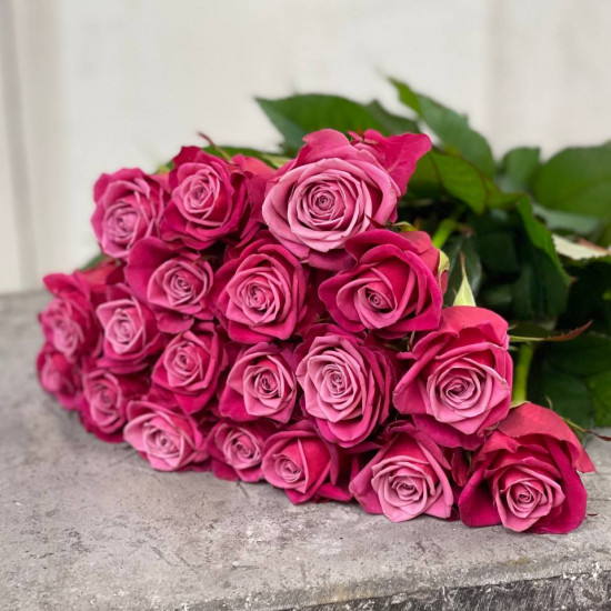 Rozes 19gb/50cm