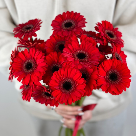 Gerbera