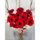 Gerbera