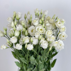 ROSI WHITE
