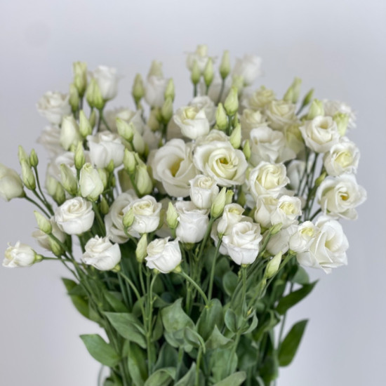 ROSI WHITE