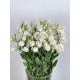 ROSI WHITE