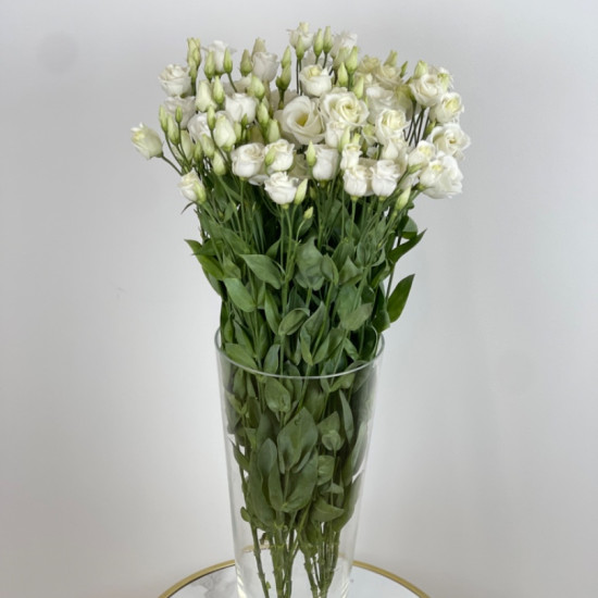 ROSI WHITE