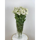 ROSI WHITE
