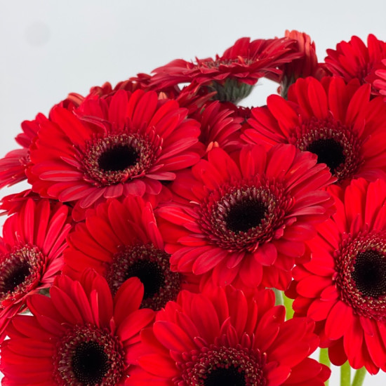 Gerbera