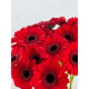 Gerbera