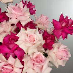 Flower box rose